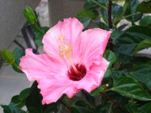 Pink Hibiscus