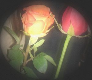 Roses - photo by FNM (luna12780)